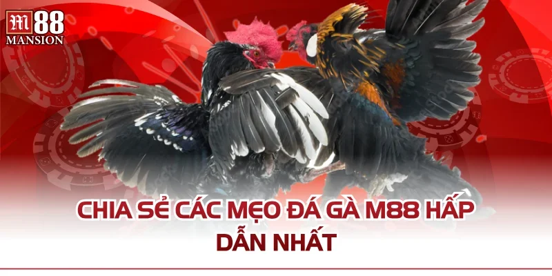 Chia sẻ các mẹo Đá Gà M88 hấp dẫn nhất