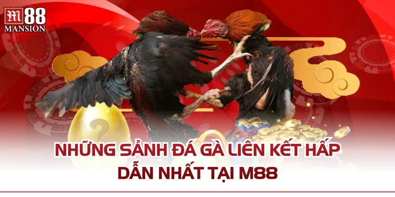 Những sảnh đá gà liên kết hấp dẫn nhất tại M88