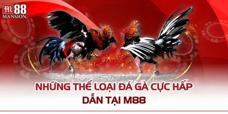 Những thể loại đá gà cực hấp dẫn tại M88