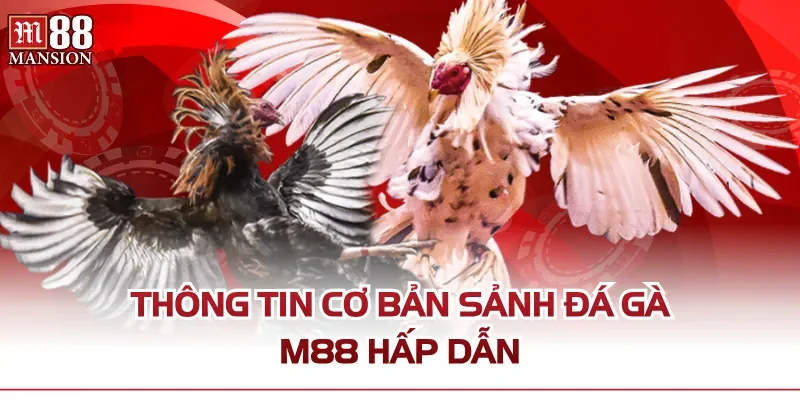 Thông tin cơ bản sảnh đá gà M88 hấp dẫn